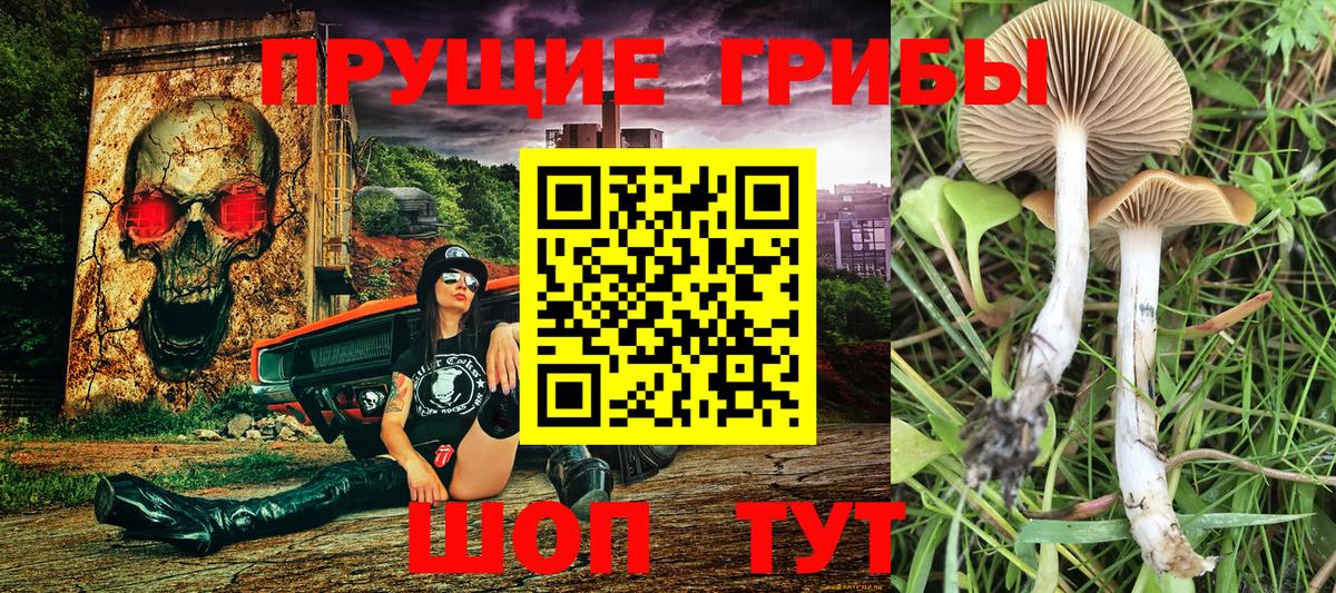 Видное  Псилоцибиновые грибы MAGIC MUSHROOMS  Вход с VPN 